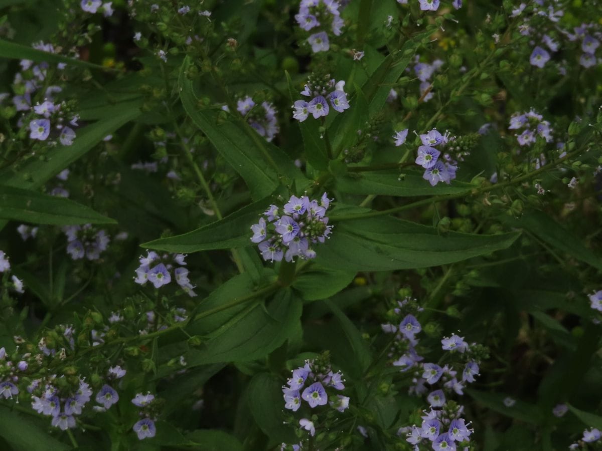 大和盆地の草花