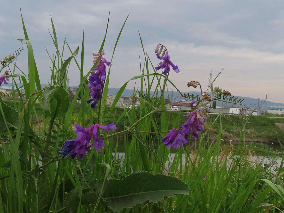 大和盆地の草花