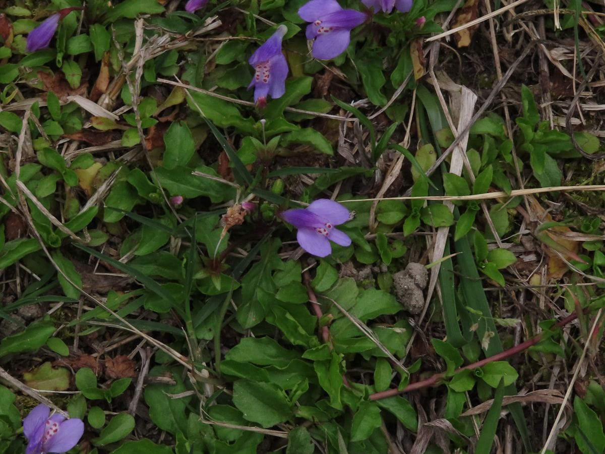 大和盆地の草花