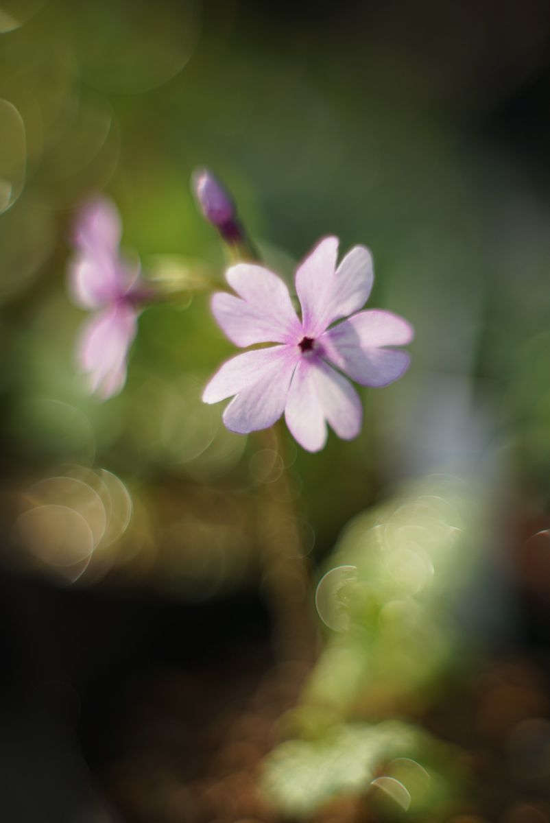 日本桜草「南京小桜 と 明烏」「朝日潟」「夕霧」