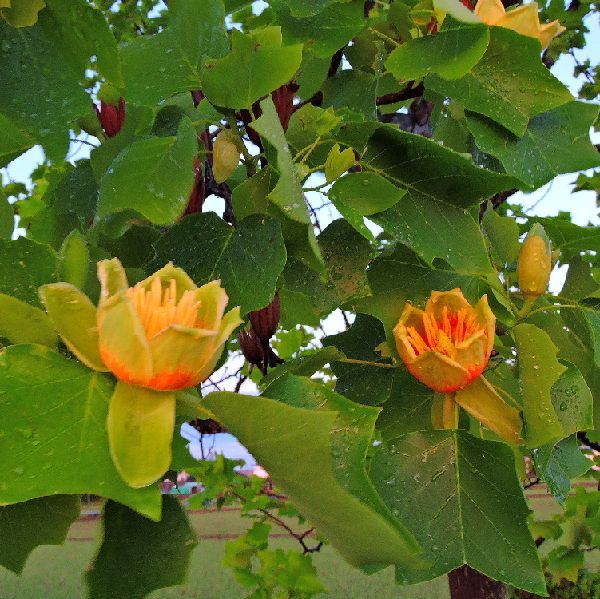 散歩道の花～ユリの木(半纏木)の開花