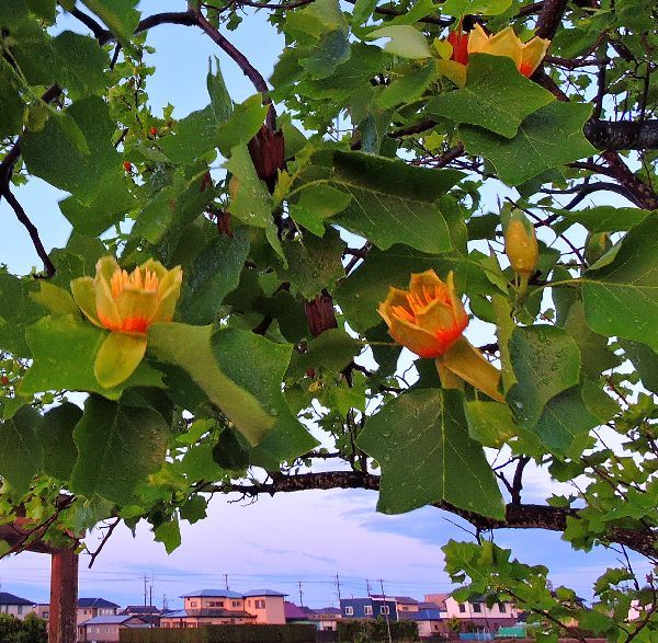 散歩道の花～ユリの木(半纏木)の開花