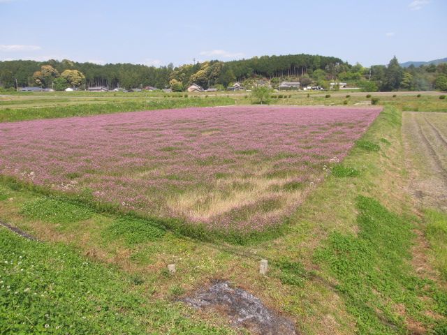 間に合いました、レンゲ畑