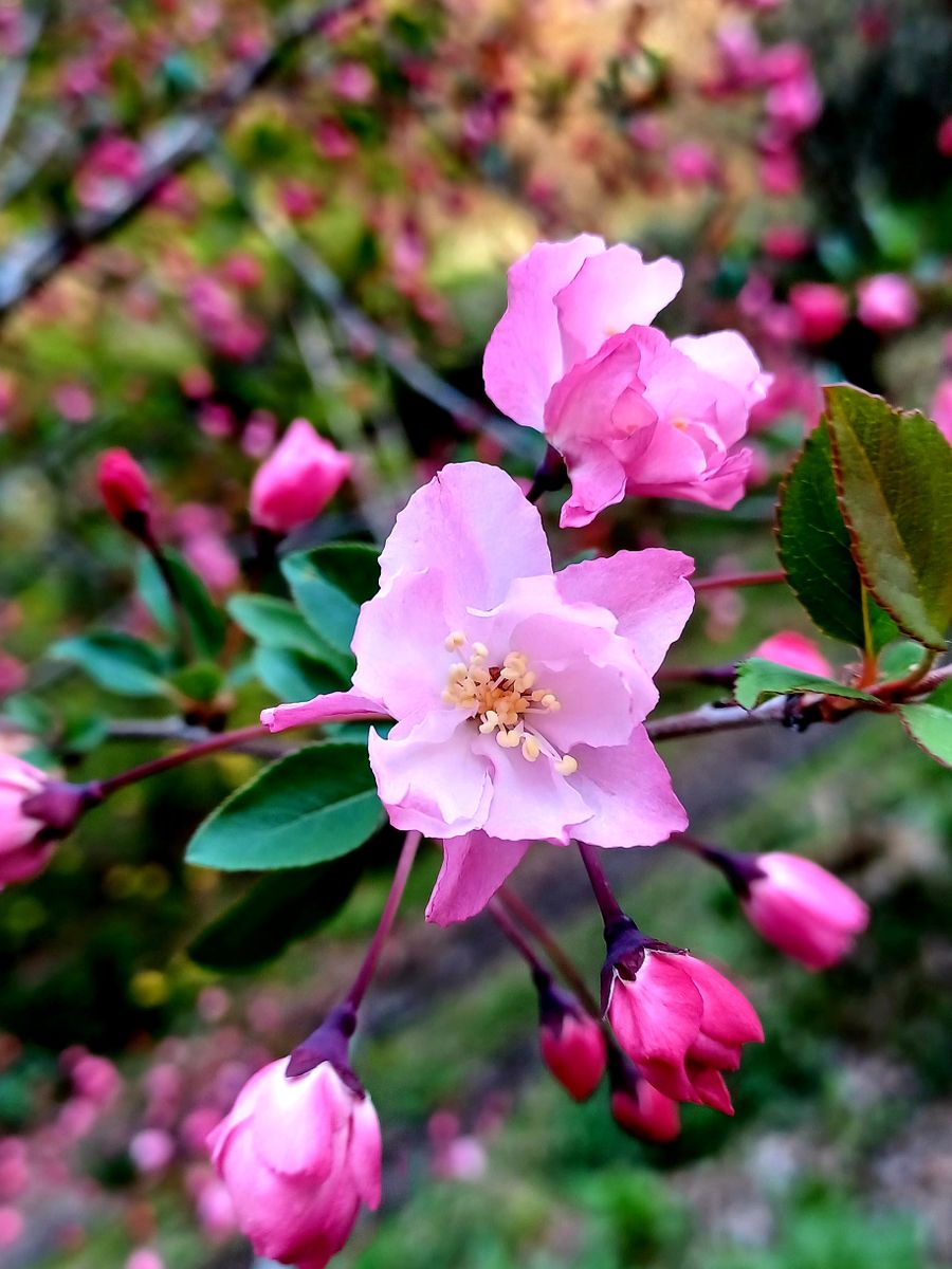 ハナカイドウが咲いた🌸