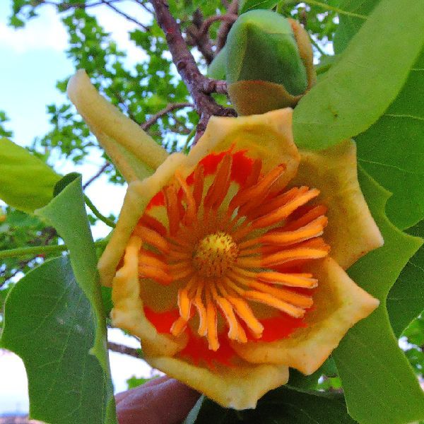 散歩道の花～半纏木の花