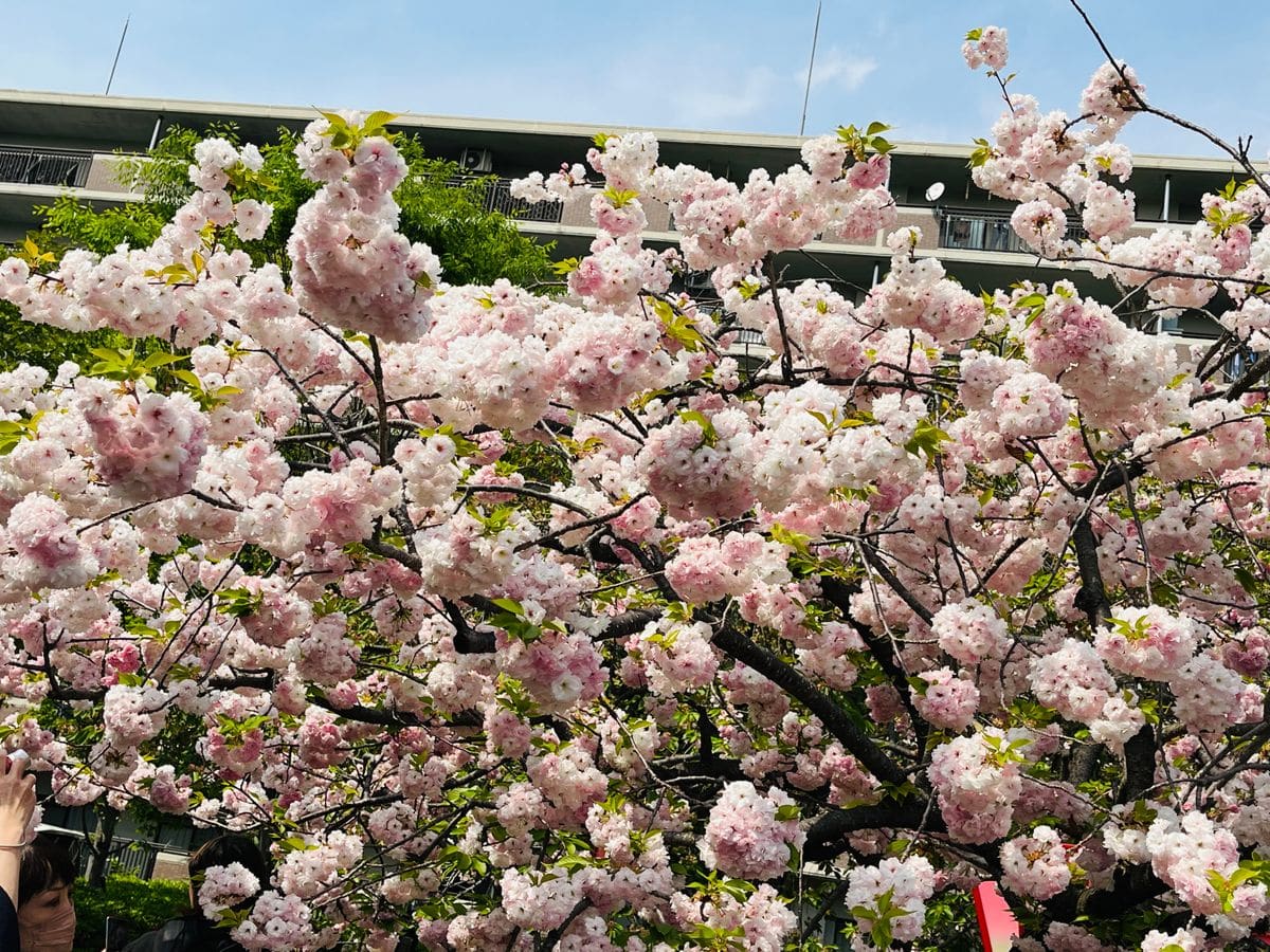 4月下旬小さな庭