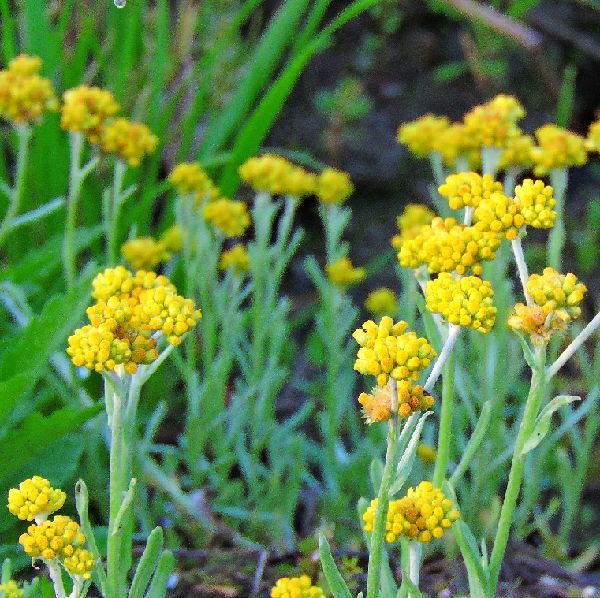 散歩道の花～野の花に惹かれて