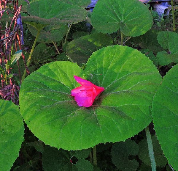 散歩道の花～野の花に惹かれて