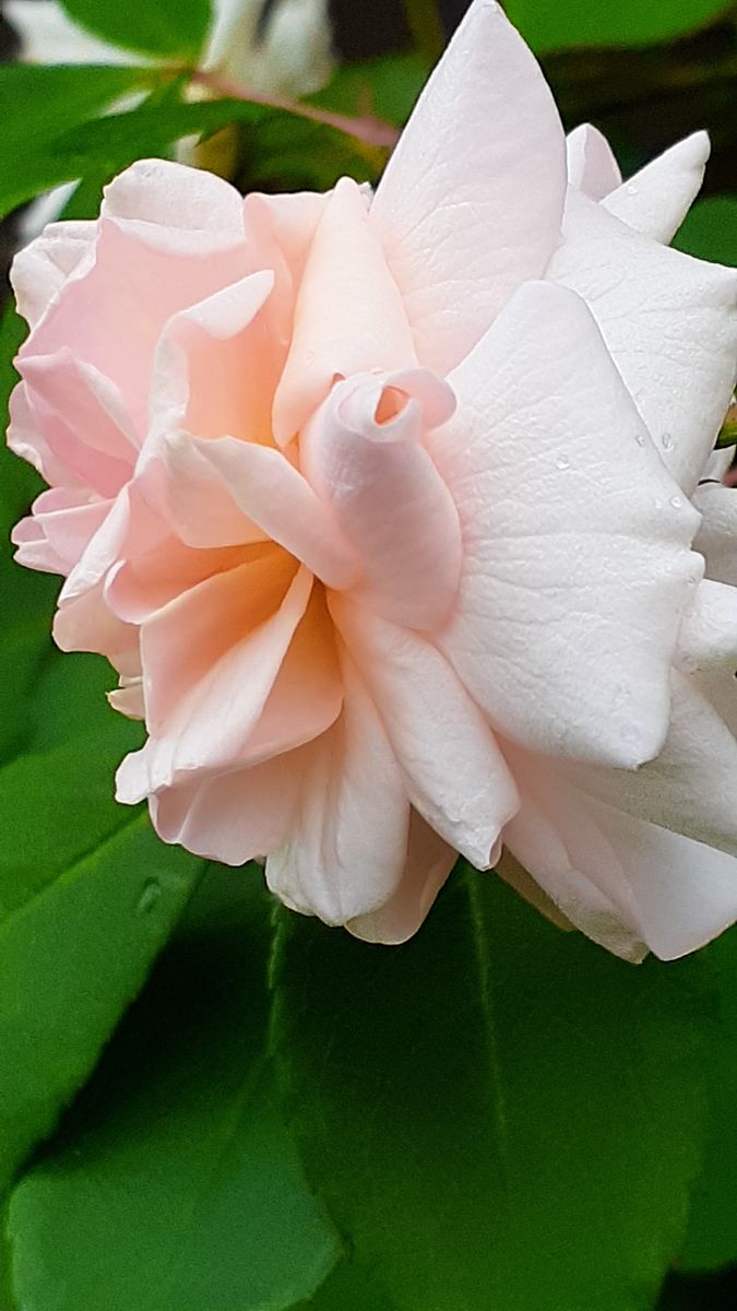 ふくおかルーバルガーデン 春の 庭たより つる薔薇 の可愛い花達 園芸日記byここっとまま みんなの趣味の園芸