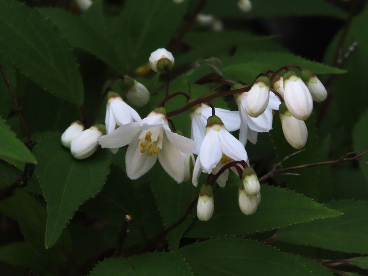 ヒメウツギの開花