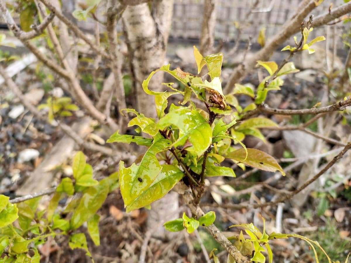 害虫発生中！🐛