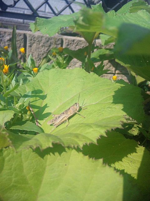 甘い香りに引きつけられて