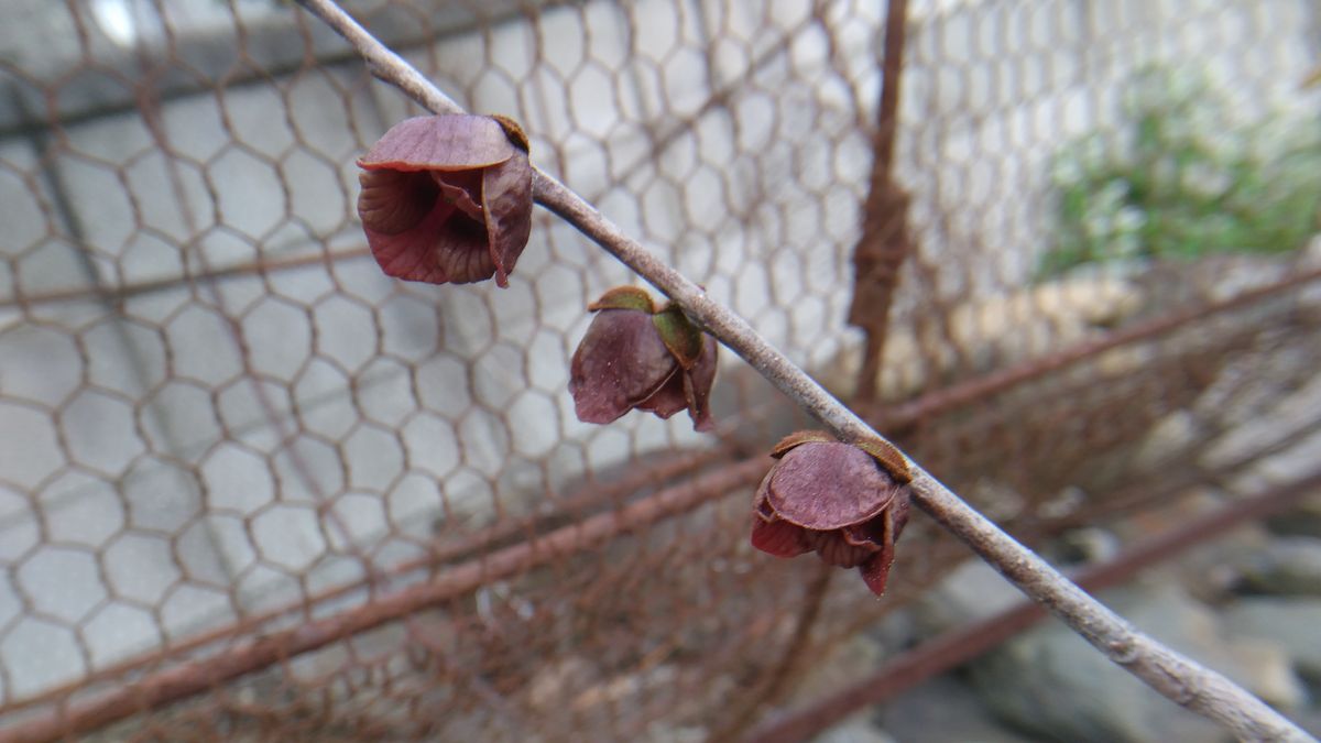 ポポーの花💠