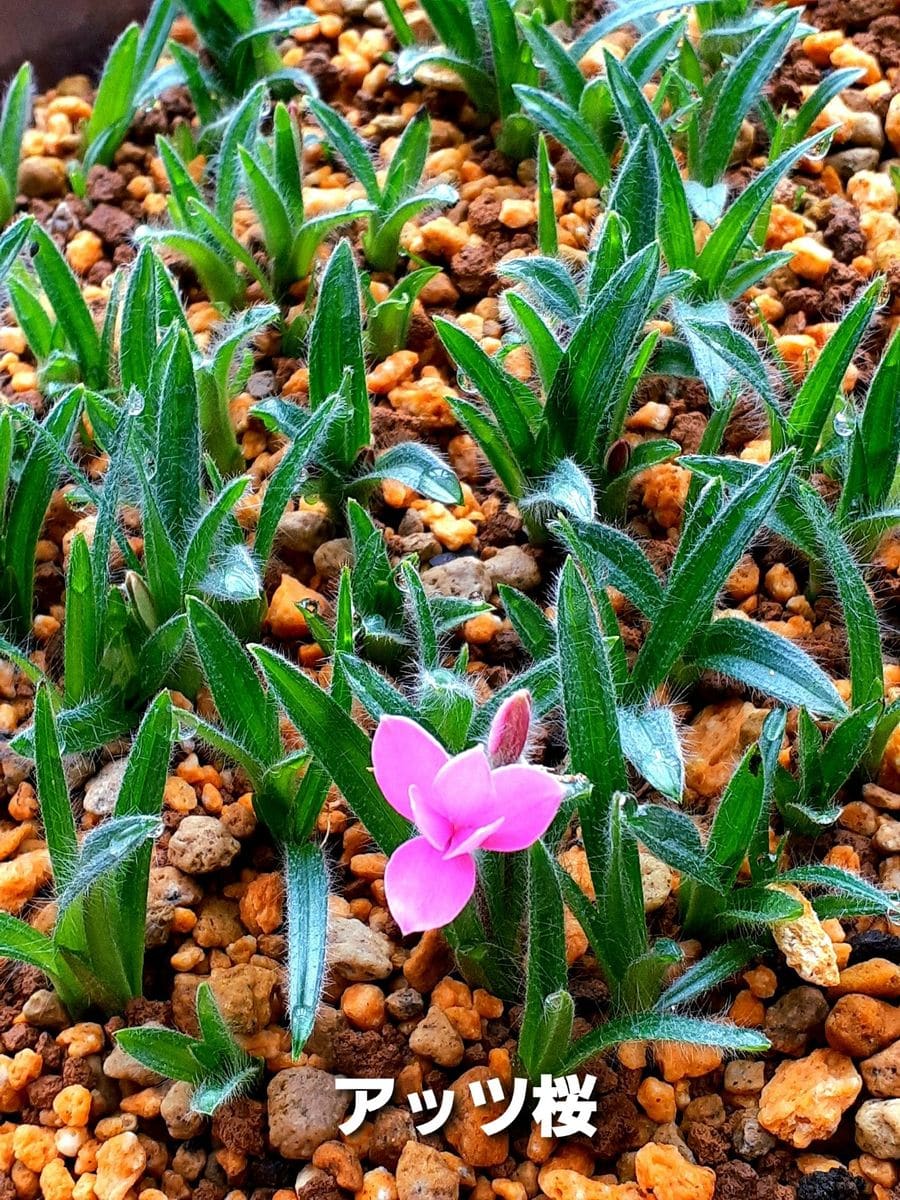 アッツ桜の開花が始まりました😊