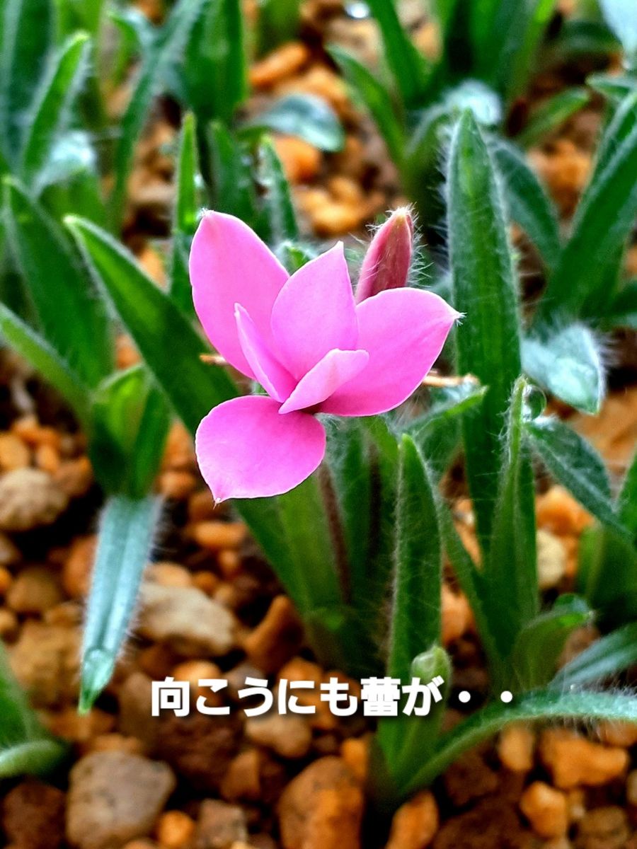 アッツ桜の開花が始まりました😊