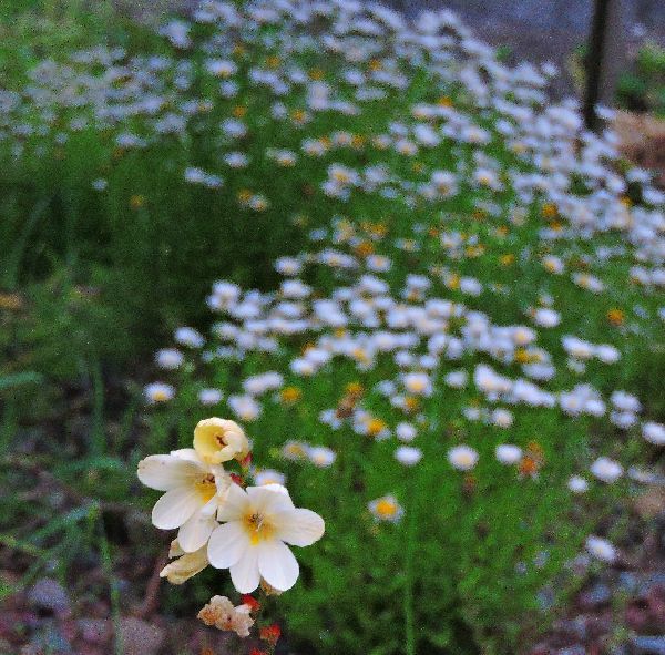 お庭拝見～お隣さんの庭