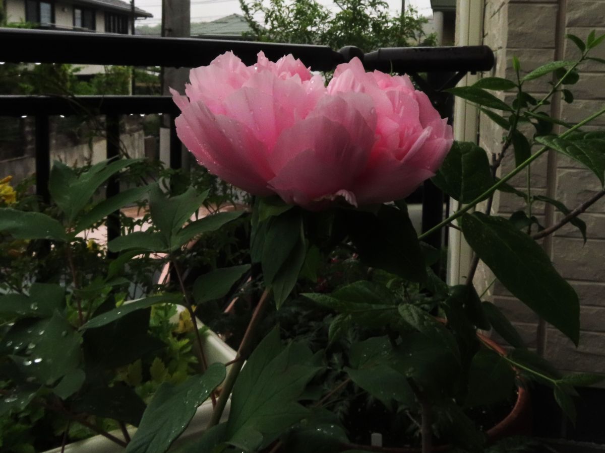 牡丹『玉芙蓉』の雨よけ