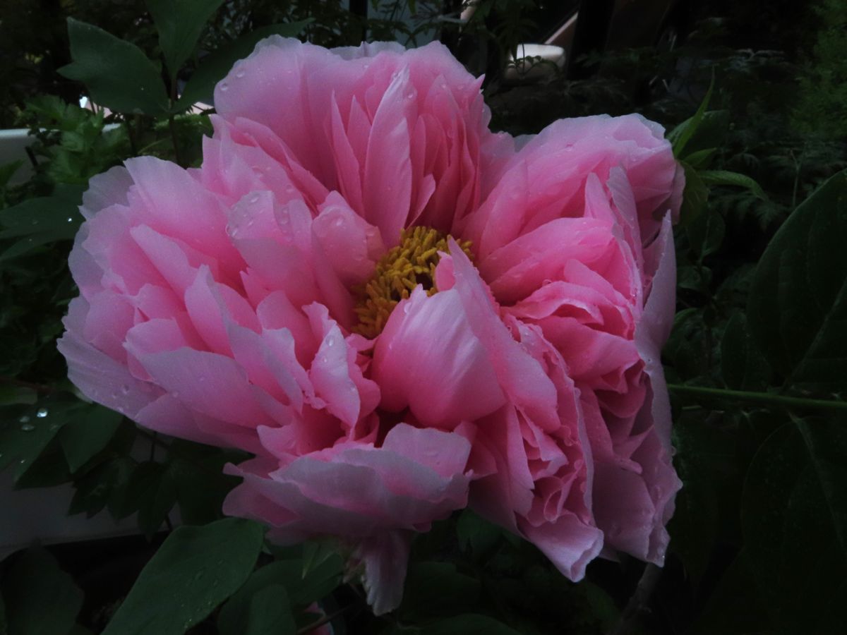 牡丹『玉芙蓉』の雨よけ