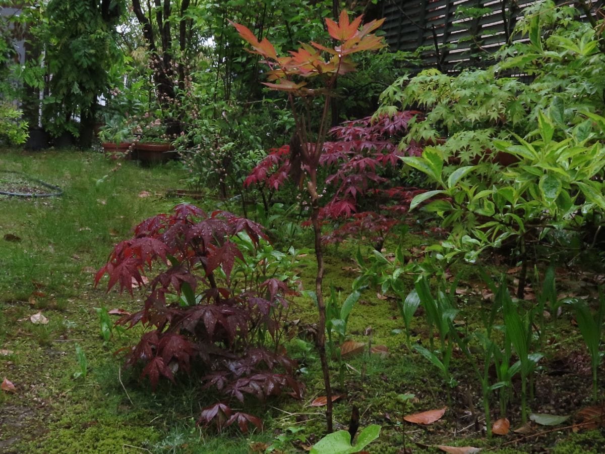 牡丹『玉芙蓉』の雨よけ