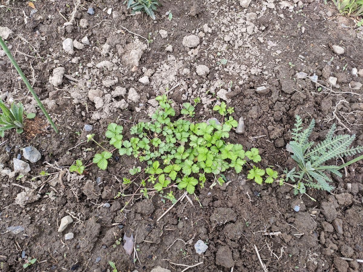 ノゲイトウさん植替え🌱