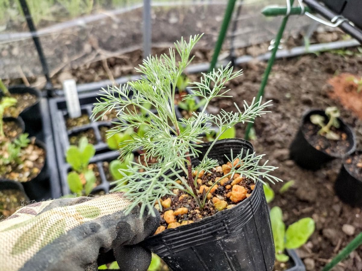 ミニバラとコーラさんの挿し木🌱