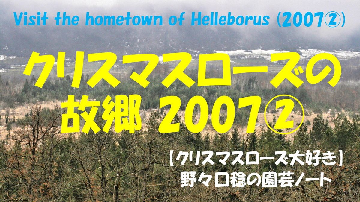 YouTube【クリスマスローズの故郷 2007②】