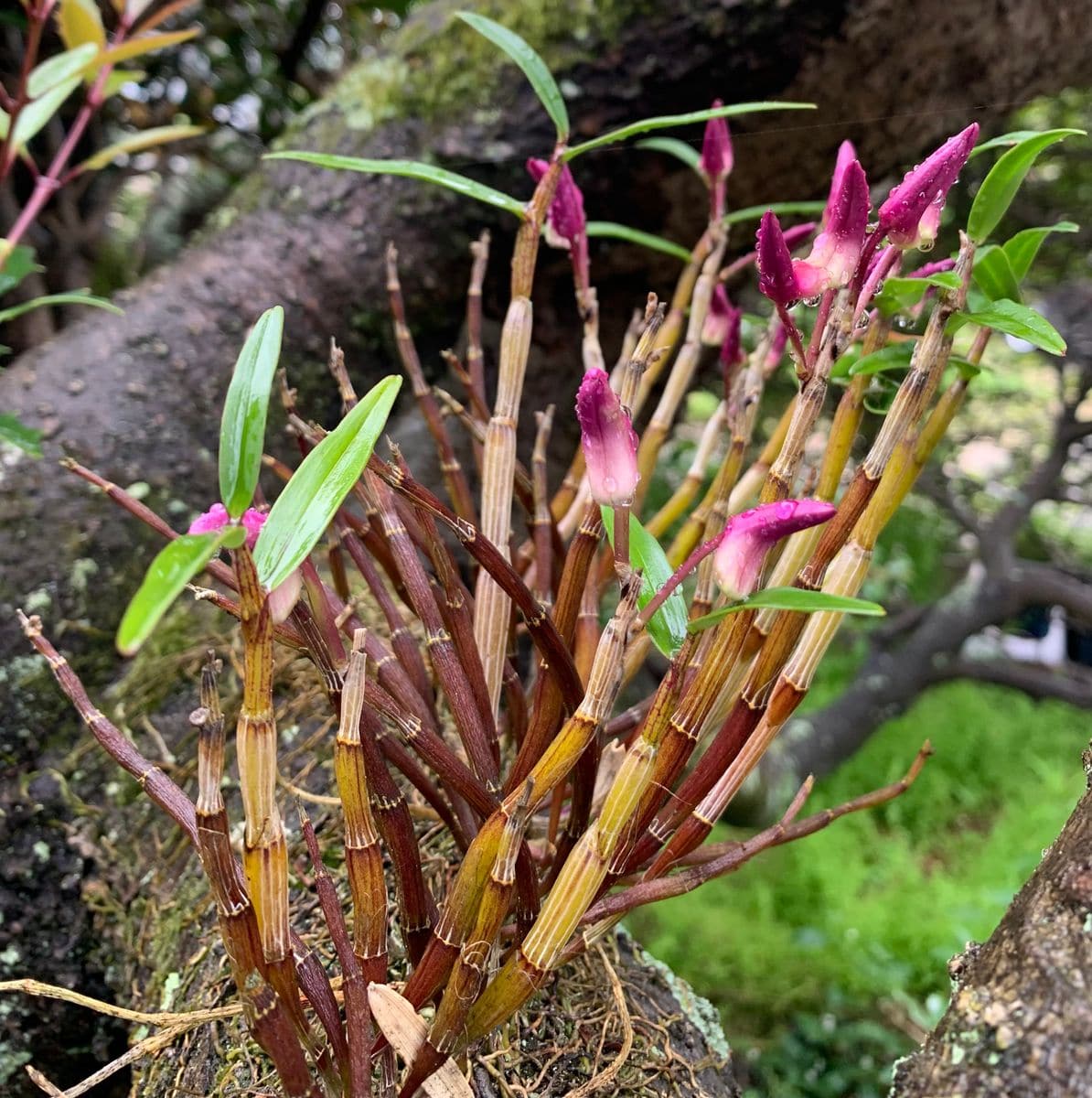 今日の花