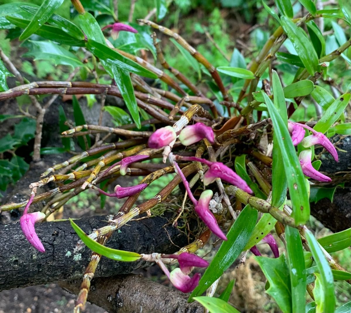 今日の花