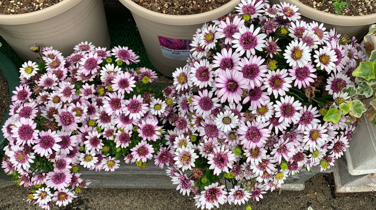 今日の花