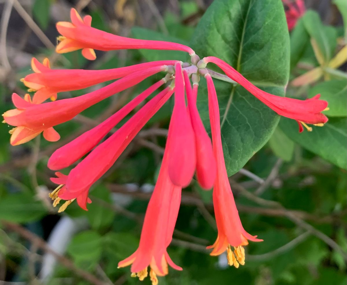 今日の花　２