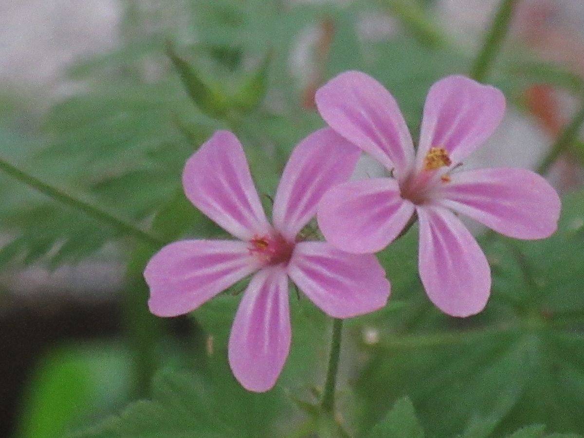 由愛(ゆめ)の花日記♪