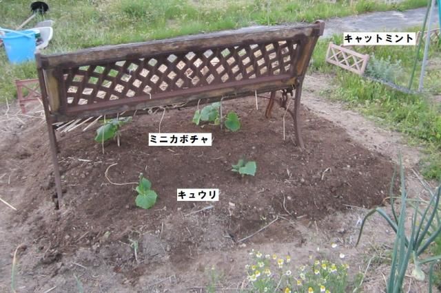 ミニカボチャ、植えました。