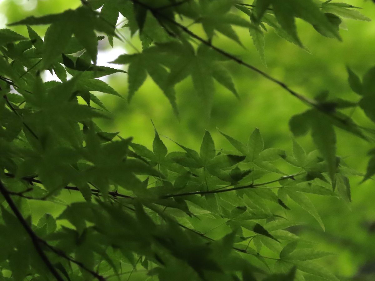 正暦寺の新緑もみじ