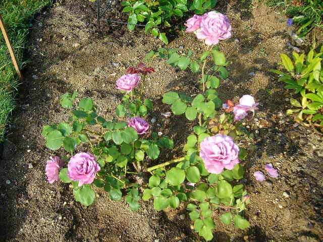 花は小さくなったけれど・・・、