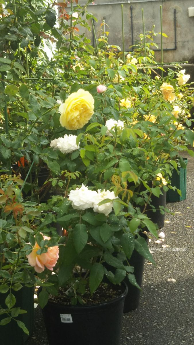 マーメイド 葉と花のバランスが魅力です🎵