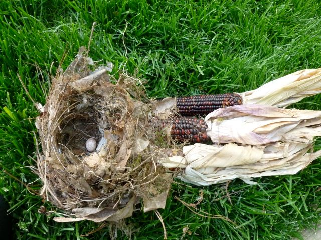 紙袋の中に鳥の巣