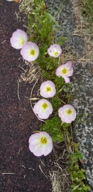 雑草扱いになるけど可愛いお花