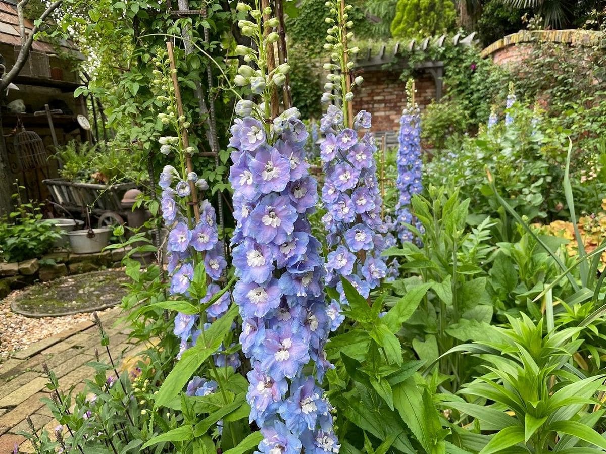 初夏の草花