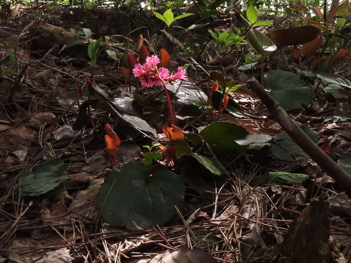 赤坂山でお花見①