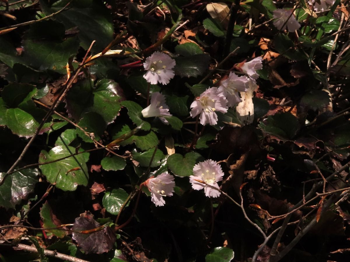 赤坂山でお花見①