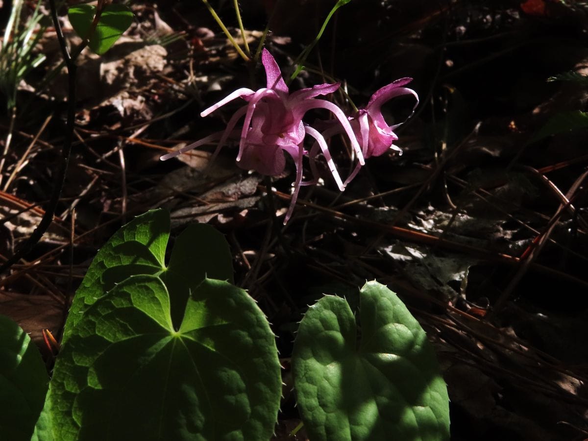 赤坂山でお花見②