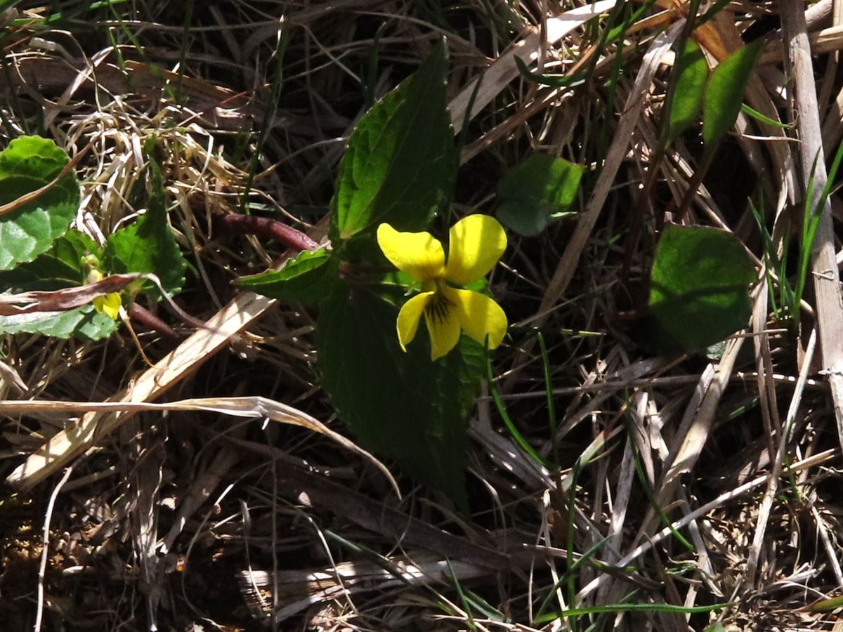 赤坂山でお花見②