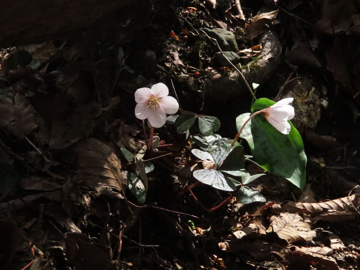 赤坂山でお花見②