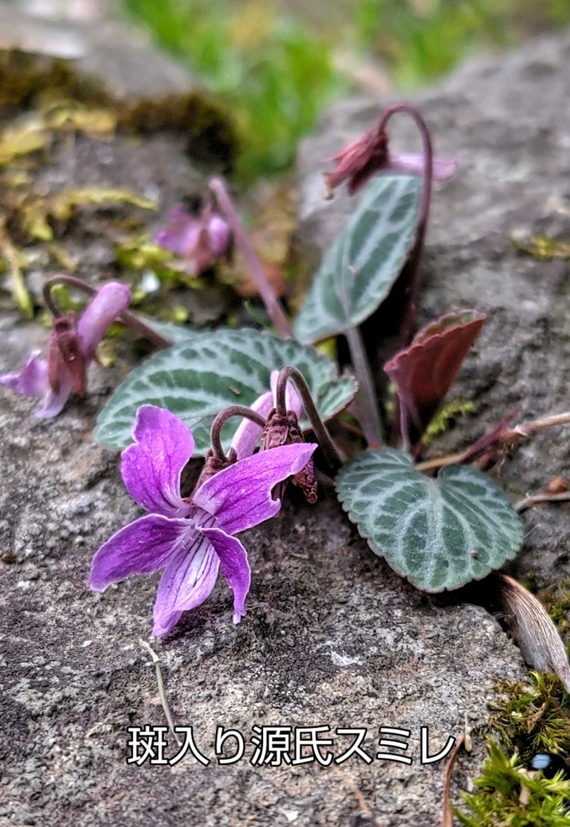 山野草の寺、津金寺の花(2)