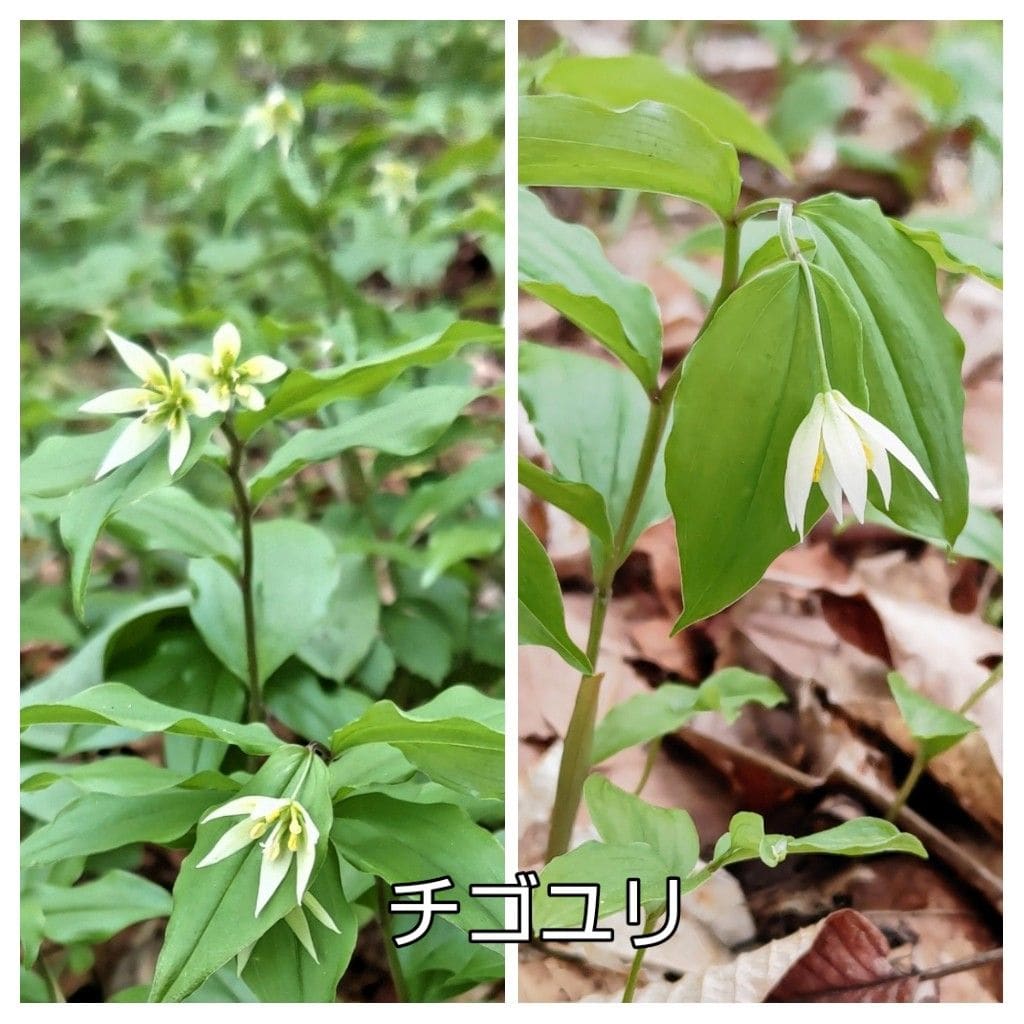 山野草の寺、津金寺の花(2)