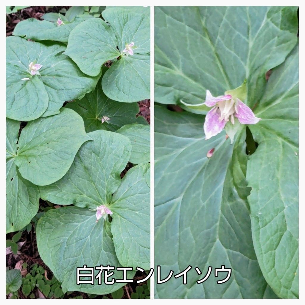 山野草の寺、津金寺の花(2)