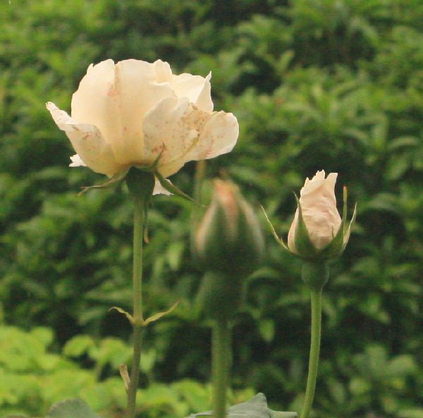 今日の庭から～薔薇ホワイトクリスマス