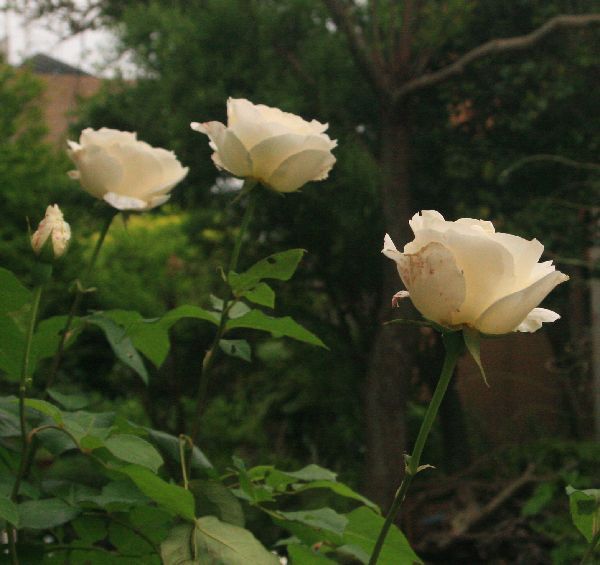 今日の庭から～薔薇ホワイトクリスマス