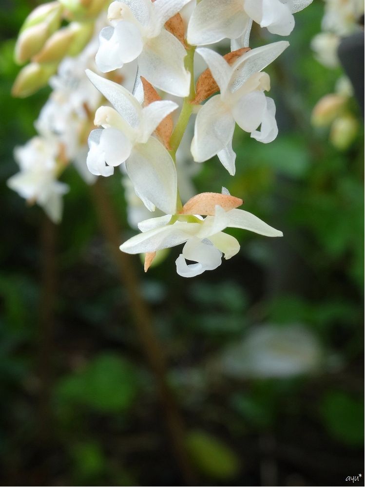 四月の花は四月のうちに…③