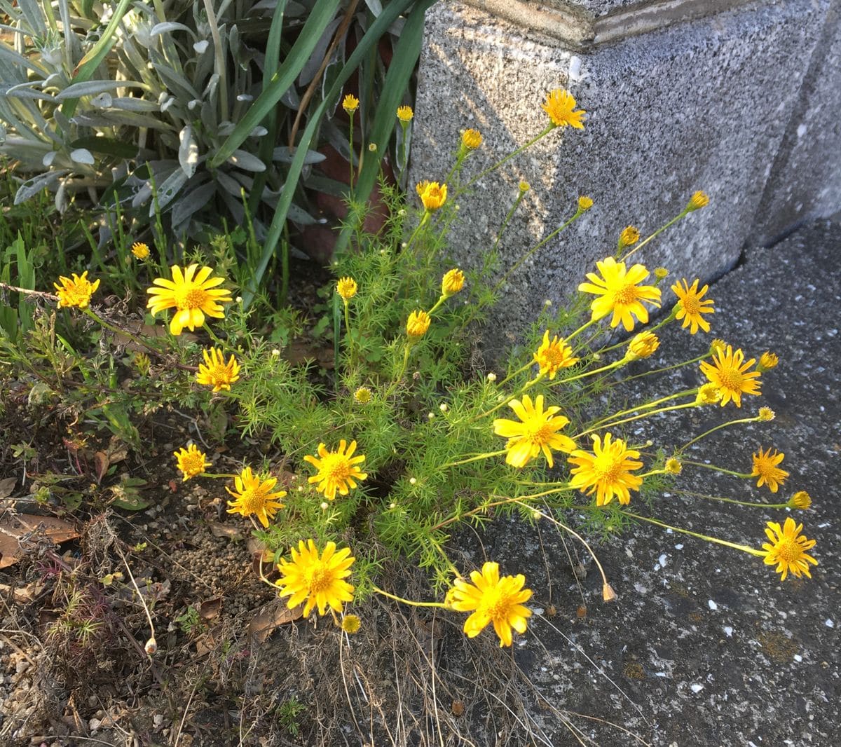 カモなのカモ（虫の写真あり）